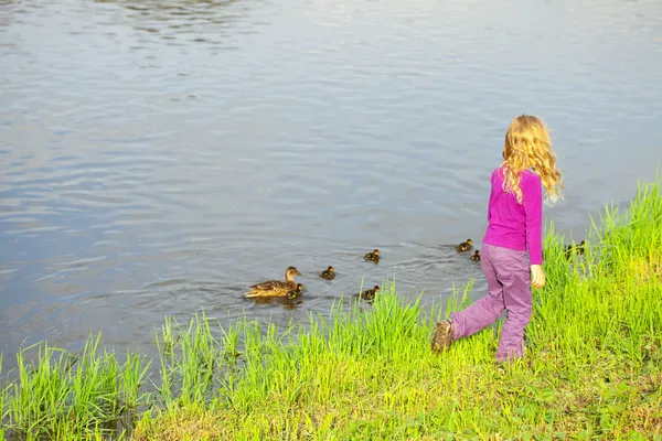 Mädchen schaut Enten mit Entchen an — Stockfoto