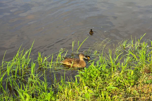 물 속에서 수영 ducklings 가진 오리 — 스톡 사진