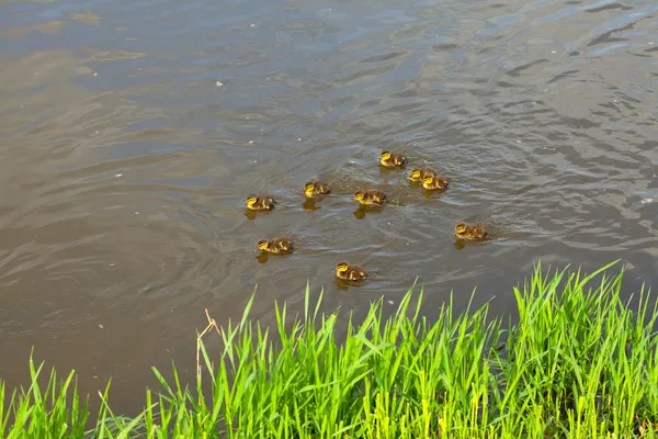 물 속에서 수영 ducklings 가진 오리 — 스톡 사진