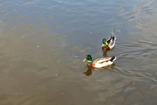 Ducks floating in the water — Stock Photo, Image