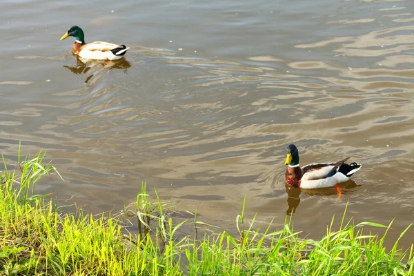Patos flutuando na água — Fotografia de Stock