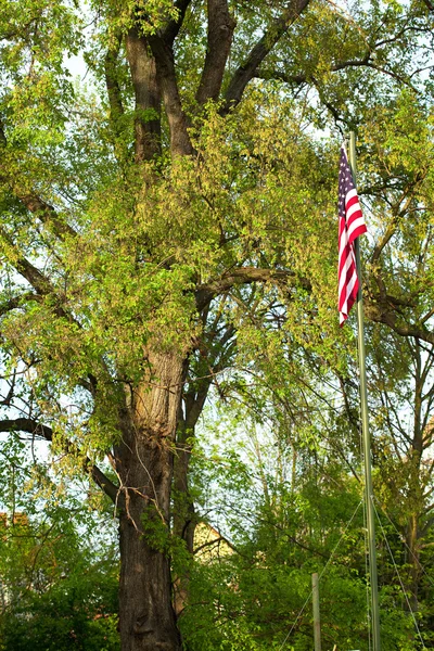 Americká vlajka na pozadí zelených stromů — Stock fotografie