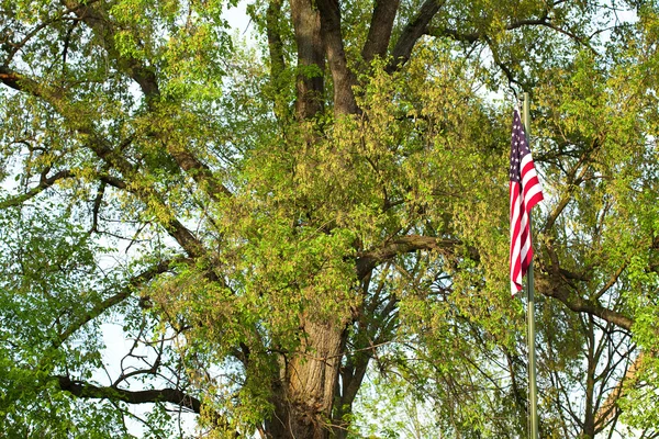 Bandeira americana em um fundo de árvores verdes — Fotografia de Stock