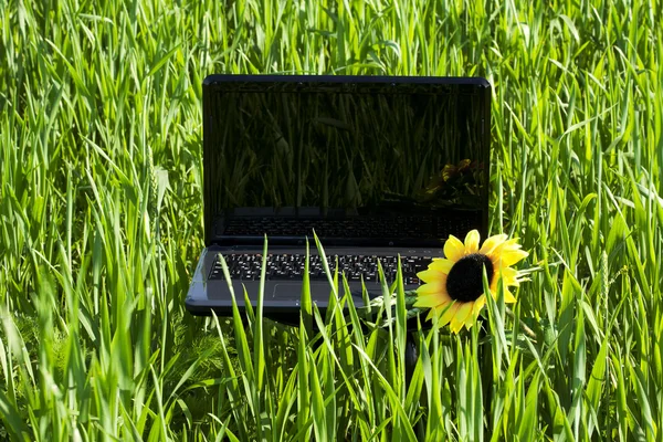 在一株向日葵与绿草的笔记本电脑 — 图库照片