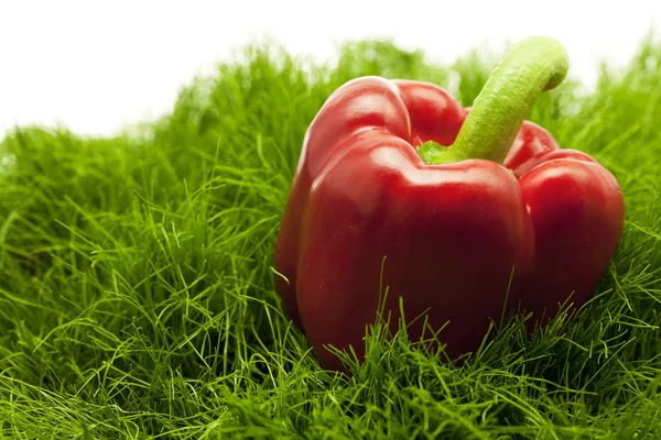 Red pepper lying on green grass — Stock Photo, Image