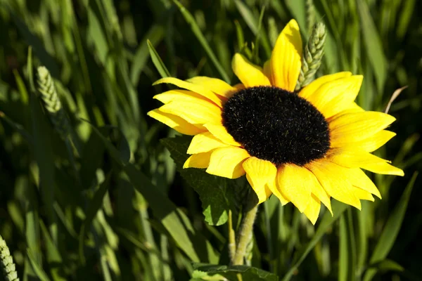 Sunflowers on a background of green grass — Stock Photo, Image
