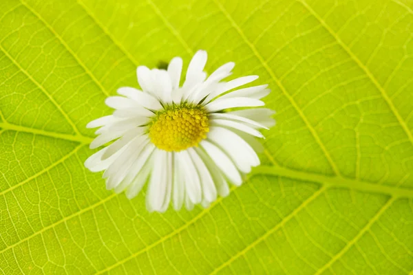 Folha verde macro e camomila — Fotografia de Stock