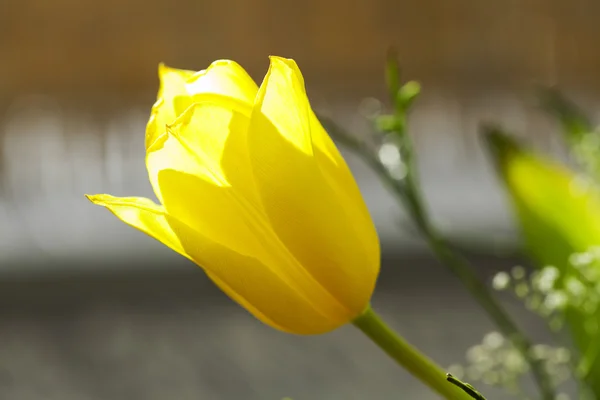 Yellow tulip — Stock Photo, Image