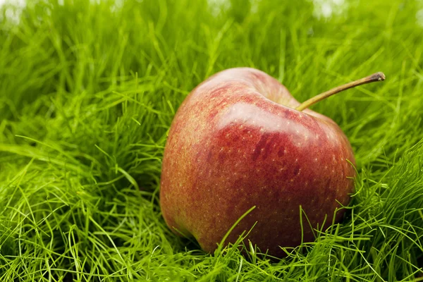 Apfel auf grünem Gras liegend — Stockfoto