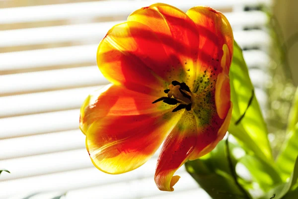 Tulip färgglada — Stockfoto