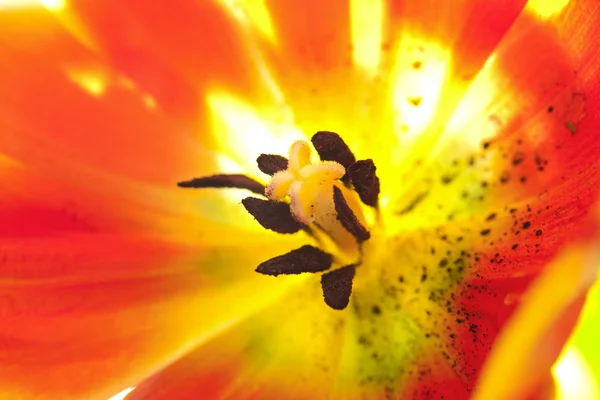 Tulip penuh warna — Stok Foto