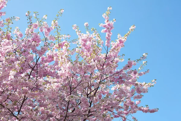 樱花反对蓝蓝的天空 — 图库照片