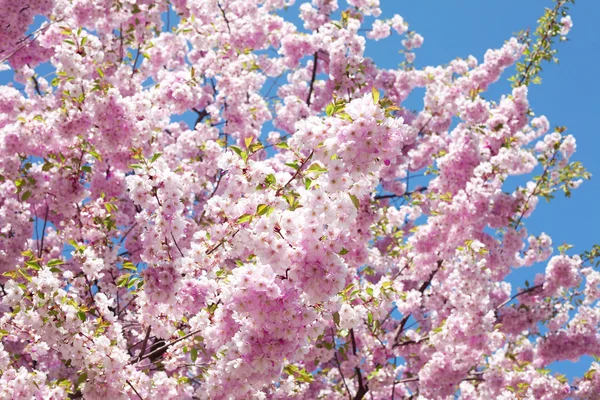 Sakura contra o céu azul — Fotografia de Stock