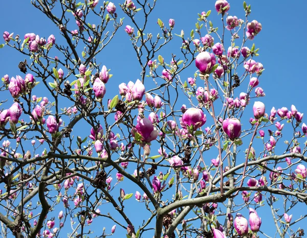 Magnolia contre le ciel bleu — Photo