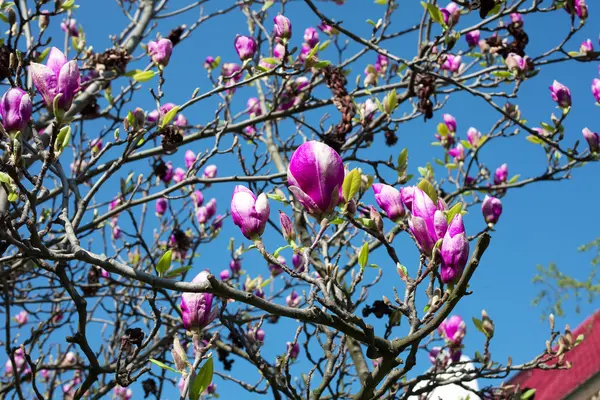 Magnolia against the blue sky — Stock Photo, Image