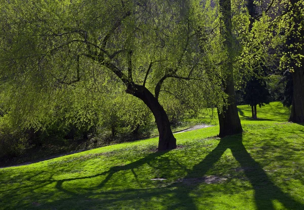 Sonnenstrahlen brechen durch Baumkronen — Stockfoto
