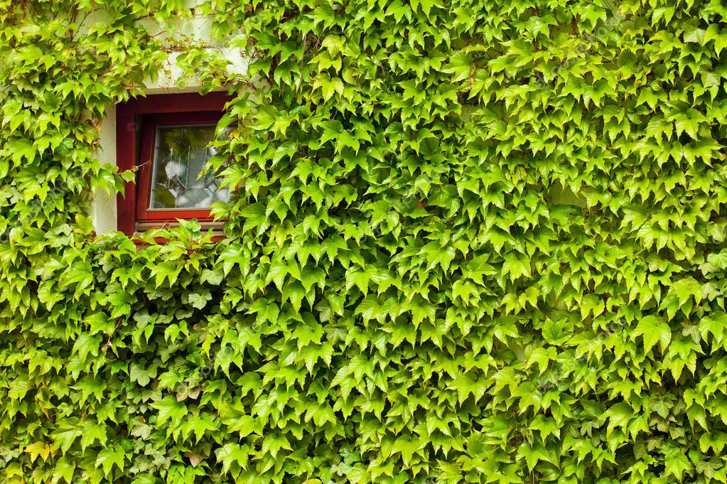 Window in the green creepers — Stock Photo © evgeniyauvarova 5966298