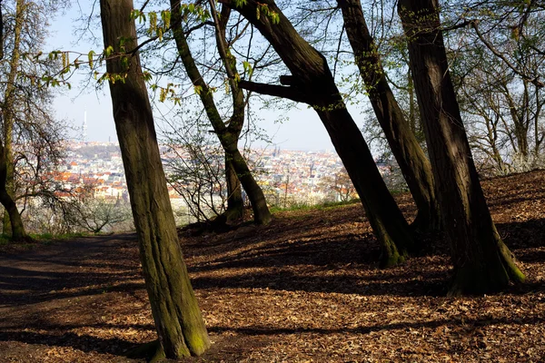 Views of the city through the trees — Stock Photo, Image