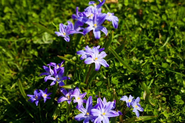 Голубые цветы на фоне травы — стоковое фото