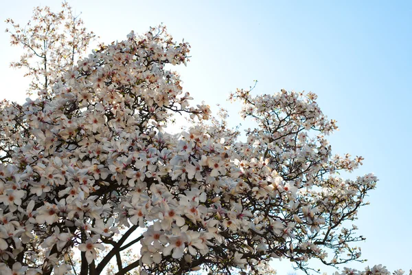 Magnolia sur fond de ciel bleu — Photo