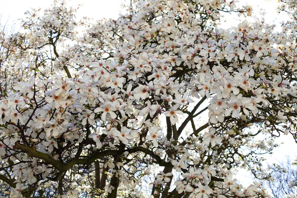 Magnolia em um contexto de céu azul — Fotografia de Stock