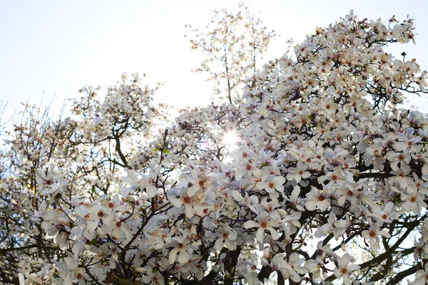 Magnolia su uno sfondo di cielo blu — Foto Stock