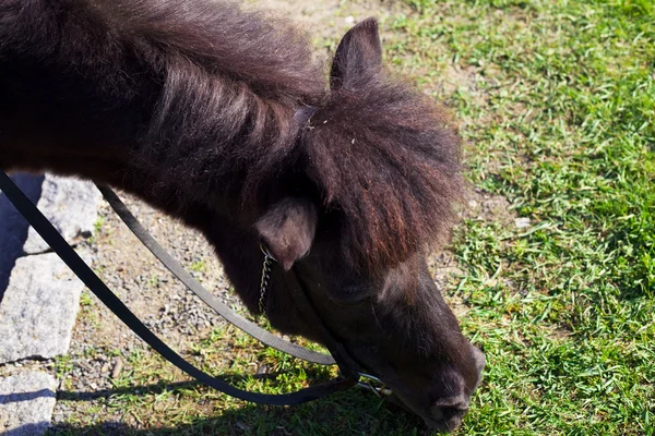 Koń zjada trawy — Zdjęcie stockowe