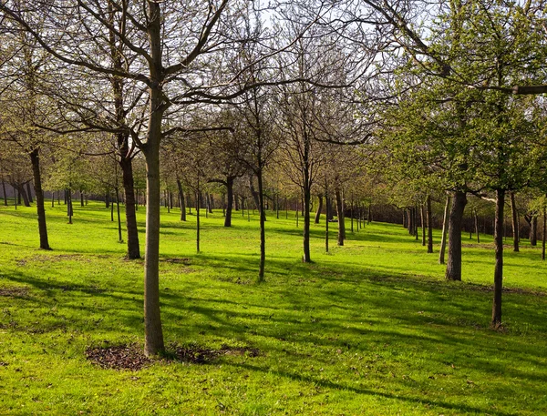 Árboles creciendo en el parque —  Fotos de Stock