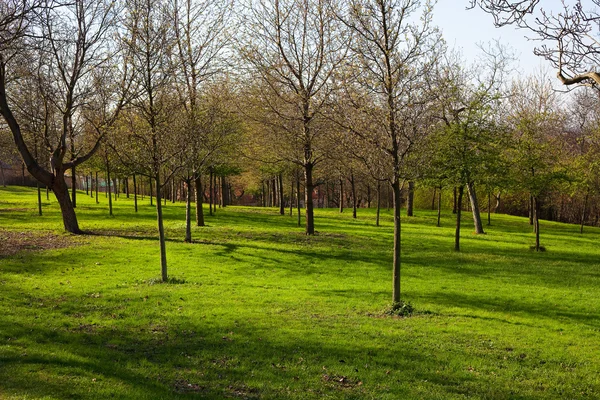 Trær som vokser i parken – stockfoto