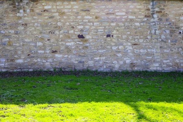 Цегляна стіна і зелена трава — стокове фото