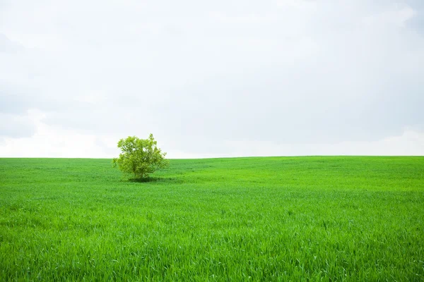 在天空的田野里，一棵孤独的树 — 图库照片