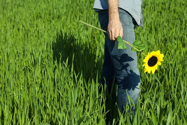 Jovem de pé com um girassol no campo verde — Fotografia de Stock