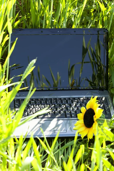 Laptop with a sunflower in the green field — Stock Photo, Image