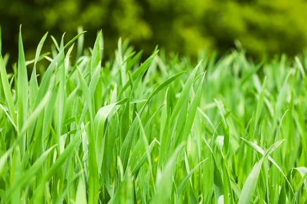 Achtergrond van groen gras — Stockfoto