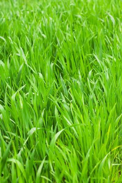 Háttér zöld fű — Stock Fotó