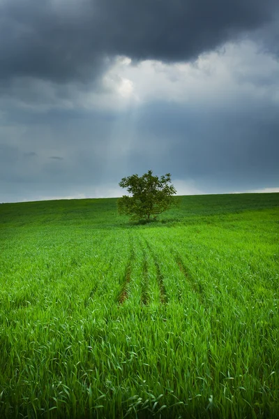 在天空的田野里，一棵孤独的树 — 图库照片
