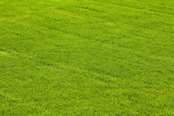 Tonsura de fundo no gramado de grama — Fotografia de Stock