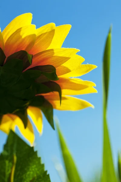 Slunečnice na pozadí modré oblohy — Stock fotografie