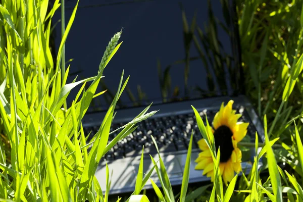 Přenosný počítač s slunečnice v zelené oblasti — Stock fotografie
