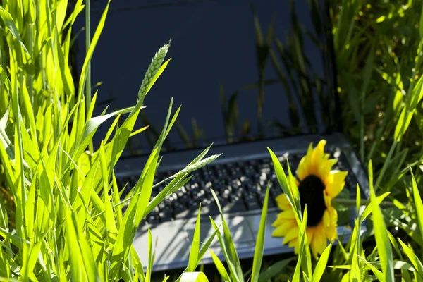 Ordinateur portable avec un tournesol dans le champ vert — Photo