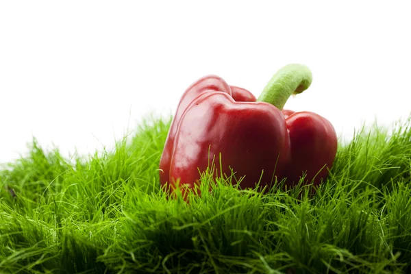 Czerwony pieprz leżący na zielonej trawie — Zdjęcie stockowe