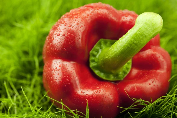 Rode peper liggend op groen gras — Stockfoto