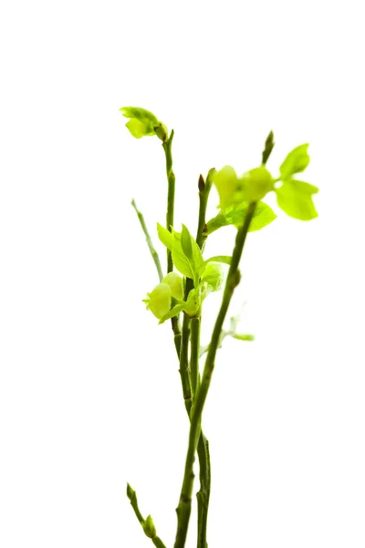 Młody Zielona gałązka na białym tle — Zdjęcie stockowe
