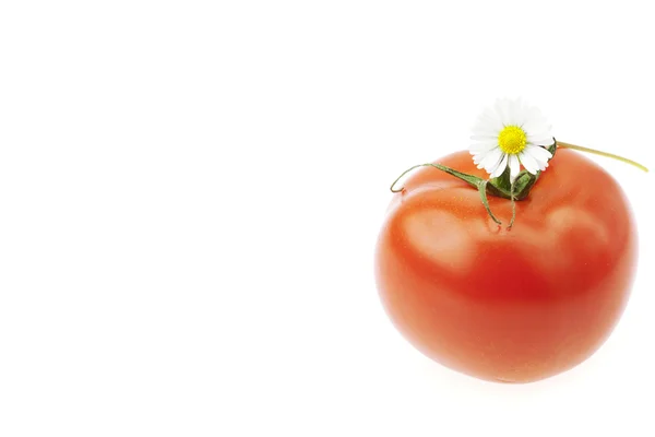 番茄和孤立在白色的花 — 图库照片