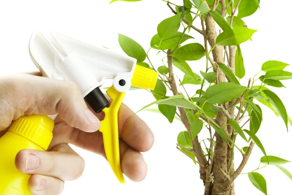 Ficus vattnas från en sprayflaska isolerad på vit — Stockfoto