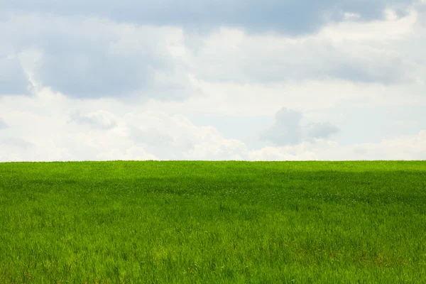 Campo verde sobre un fondo de cielo azul — Foto de Stock