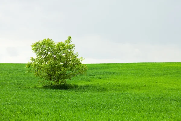 Зеленая коробка и одинокое дерево на фоне голубого неба — стоковое фото