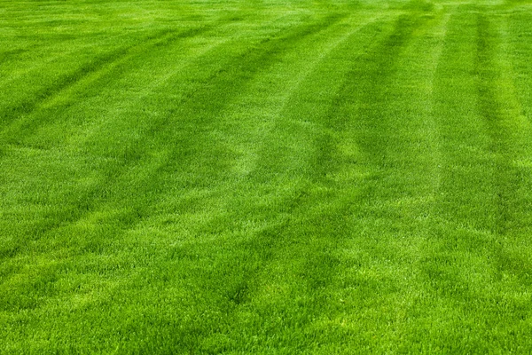 Фон тонзиллированной травы — стоковое фото