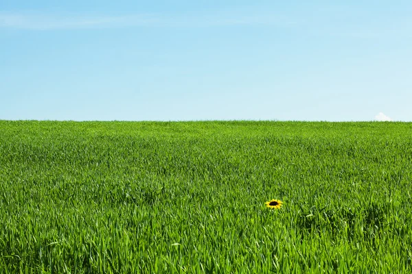Campo verde sullo sfondo del cielo blu — Foto Stock