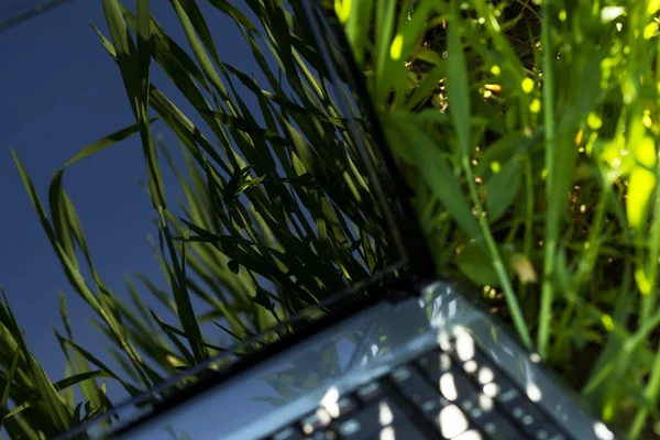 Laptop op het groene gras — Stockfoto
